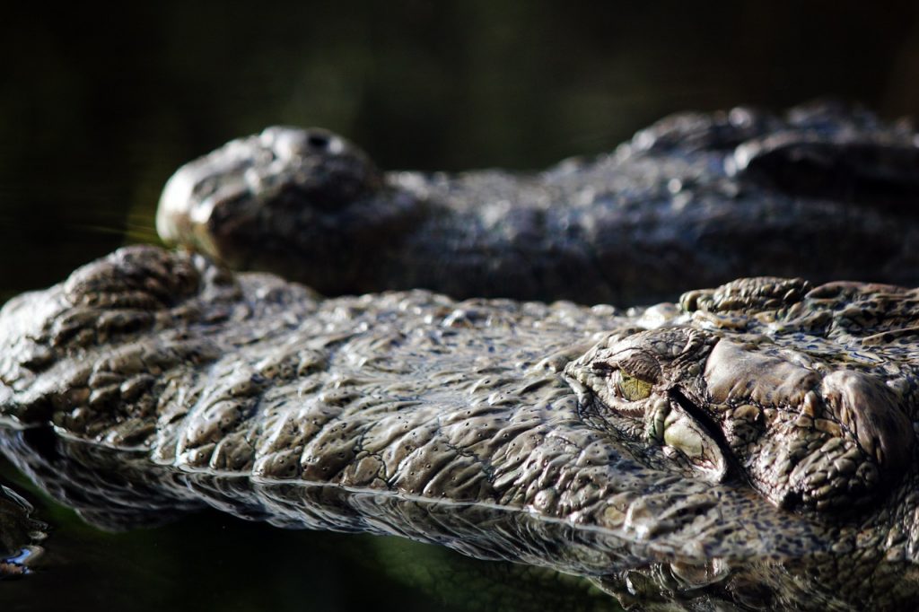 aligator a krokodyl